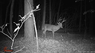 Big buck on trail camera