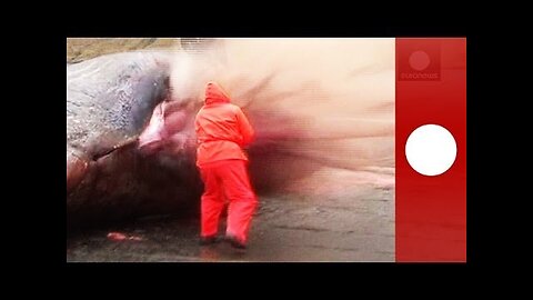 Sperm whale carcass explodes on biologist's incision in graphic video.