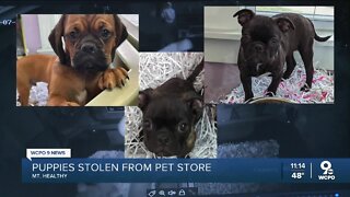 3 puppies stolen from Mount Healthy pet store