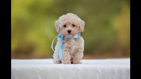 The cutest maltese poodle mix puppy