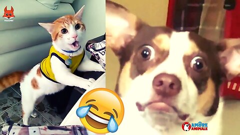 The most beautiful compilation of funny dogs and cats from TikTok 🤣