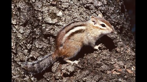 5 Fun Facts About The Panamint Chipmunk