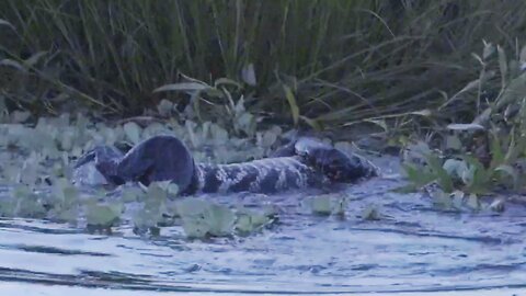 Alligator Does Death Roll on Rival Gator in Territorial Battle | World Wild Web