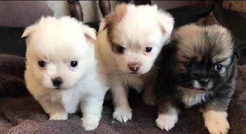 Three puppies taking care of each other and acting cute