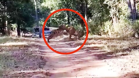 Watch: 2 full-grown Tigers engage in territorial fight