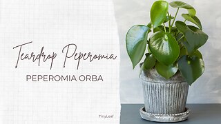 Teardrop Peperomia Plant