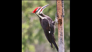 Pileated Woodpecker 05 04 2024