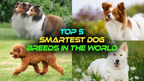 Top 5 Most Intelligent Dog Breeds in the World - Everything you need to know