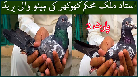 Hino Breed Pigeons By Ustad Malik Mohkam Khokhar || Part 2 || Watch In HD Urdu/Hindi