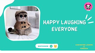 FUNNY CAT BEHAVIOR VIDEOS - Hold on Laugh