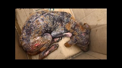 🔴Amazing transformation of sick dog | rescue dog before and after