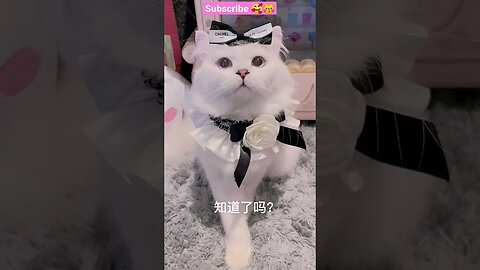 2023 SO CUTE BEAUTY CAT || 🐱😽 - #shorts #shortsfeed #cat #youtubepets_&_animals