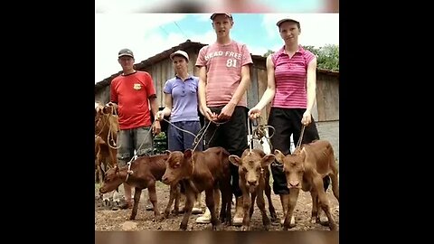 Vaca deu há luz quatro bezerros #shorts