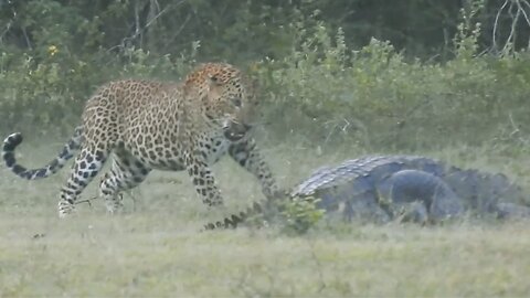 Leopard & Crocodile Fight Over Meal in Rare Sighting | World Wild Web