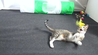 This Is a Cute Playful Kitty