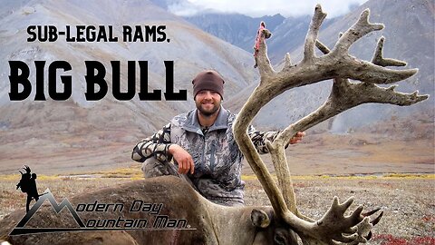 "Sub-Legal Rams, Big Bull" Ep. #6 Modern Day Mountain Man Season 5, Alaska Dall Sheep, Caribou Hunt