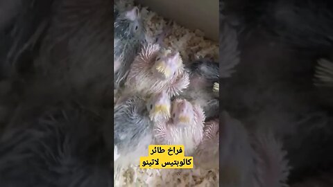 فراخ طائر كالوبتيس لاتينو روعة