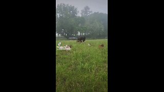 Happy baby calves.