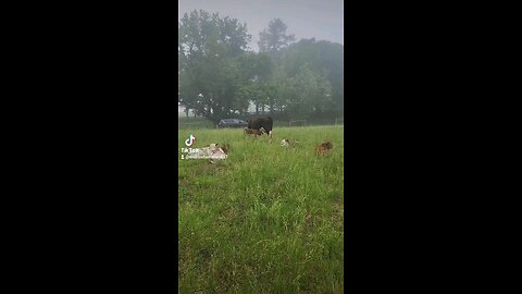 Happy baby calves.