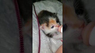 Sweet Little Kitten with Bottle