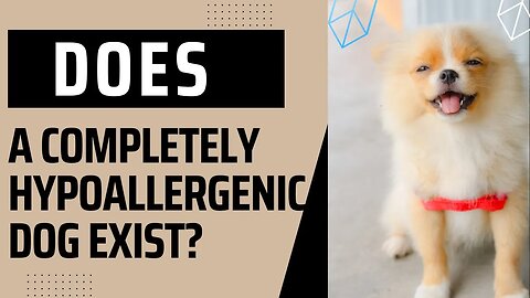 Does a Completely Hypoallergenic Dog Exist?