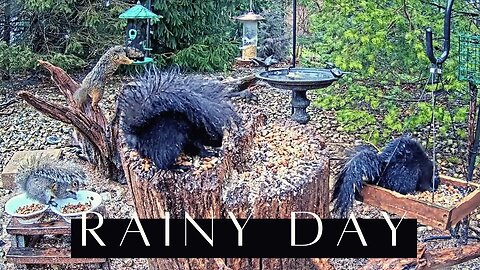 Rainy Day with Wildlife (Birds & Squirrels)