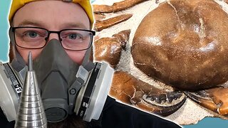 50lbs MONSTER fossil crab prep with commentary - 208 hours - 12 million year old giganteus crab
