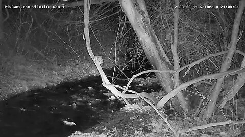 Screech owl returns for second time on Wildlife Cam 1 2/11/2023