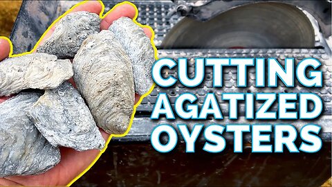 Slicing Open Agatized Oysters // Rare Florida Fossils