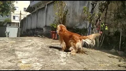 cachorro, beautifuldog, cutedog, viraldog, कुत्ता