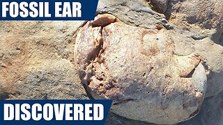 Fossil hunter finds 12 million year old fossil ear