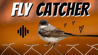 Flycatcher Bird sound.
