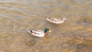 Ducklings Being Raised By Geese