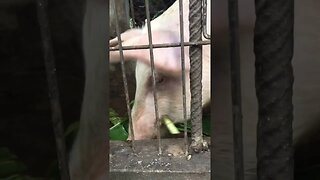 My pig is vegetarian