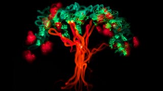 Apple Tree - Light Painting; How to