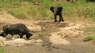 Baby elephant attempts to intimidate buffalos