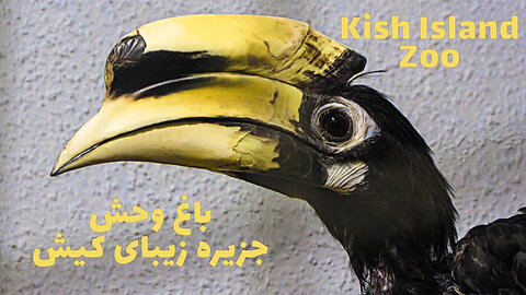 Kish Island Zoo and animal photography