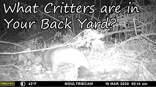 What Critters are in Your Back Yard?