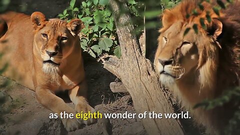 wildlife-safari-destinations-to-visit-in-africa tiger jaguar lion puma wild cats,