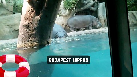 Hippo Swimming