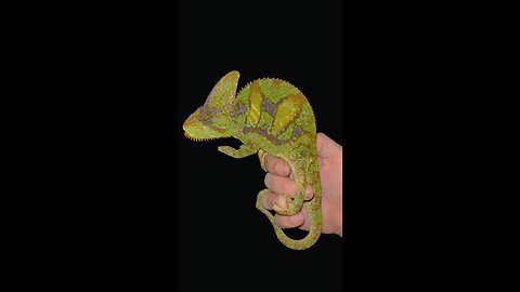 Veiled Chameleons in Florida