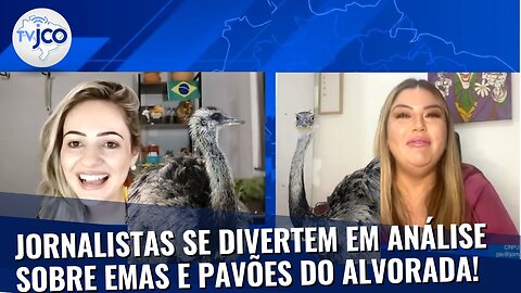 Ao vivo, sumiço da pavões do Alvorada leva jornalistas à loucura durante análise em noticiário de TV