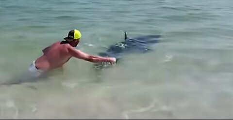 Florida Couple Helps Shark Back into Ocean