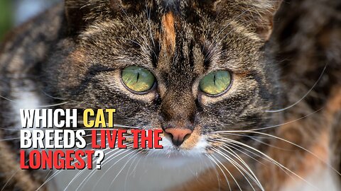 Which Cat Breeds Live the Longest?