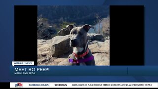 Bo Peep the dog is up for adoption at the Maryland SPCA