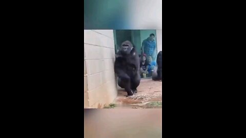 gorile pani se etna kyo darte hai