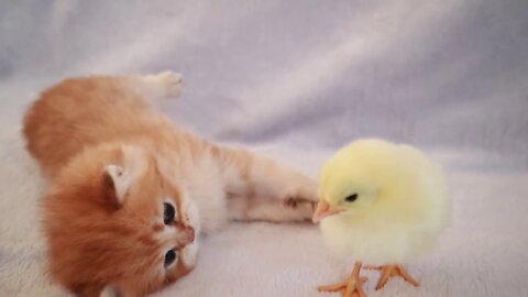 Kittens walk with a tiny chicken