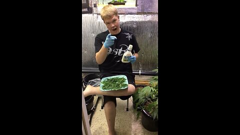 Guy eats a marijuana leaf salad