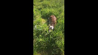 Newborn baby girl calf.