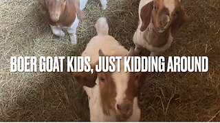 Boer Goats and Their Kids Messing Around